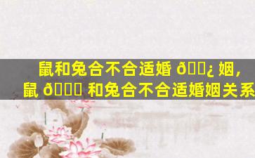 鼠和兔合不合适婚 🌿 姻,鼠 🐟 和兔合不合适婚姻关系